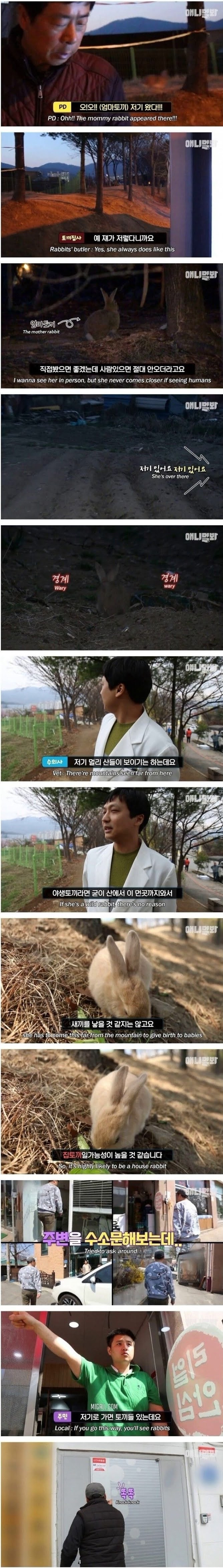 버스 정류장에 맡겨진 토끼