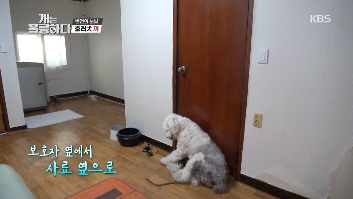혼자 살면서 개 키우는 주인에게 빡친 강형욱