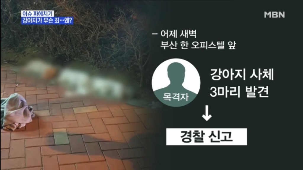 강아지가 무슨 죄?