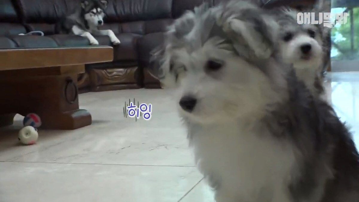 희귀 견종 말스키