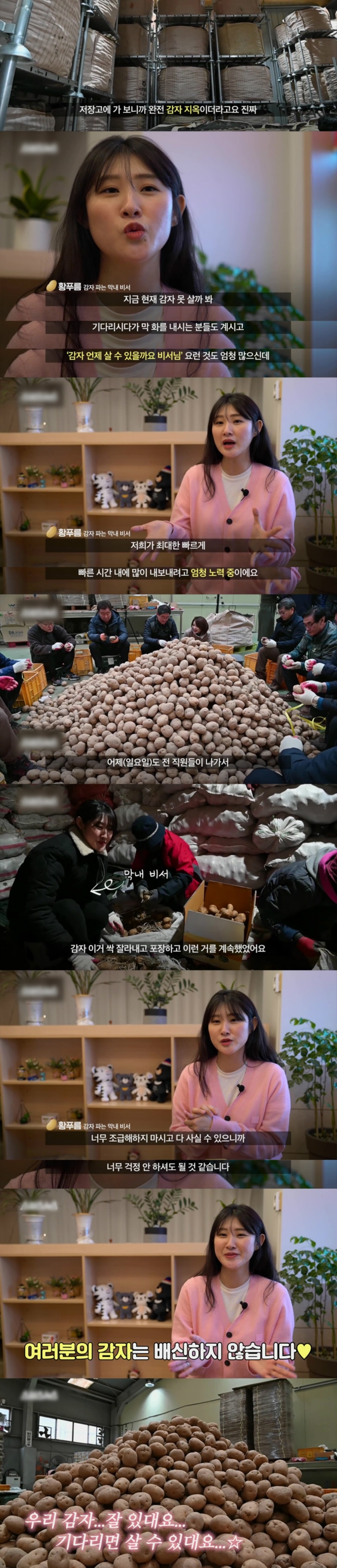 감자 파는 강원도 공무원
