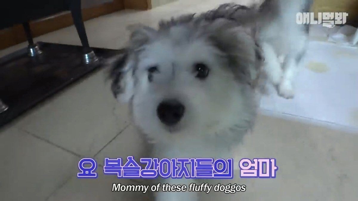 희귀 견종 말스키