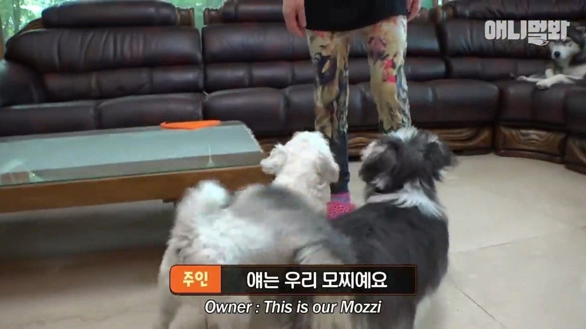 희귀 견종 말스키