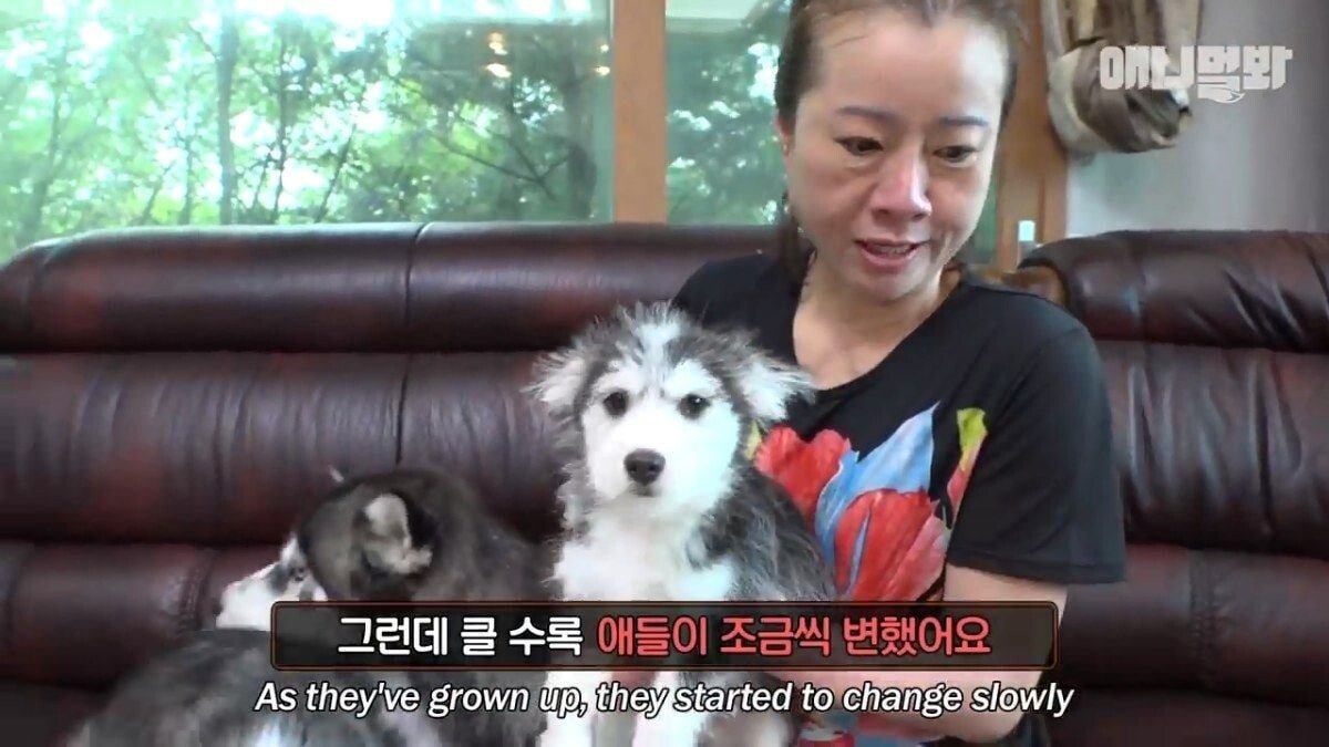 희귀 견종 말스키