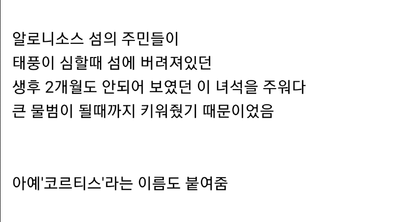 사람을 엄청 좋아했던 동물의 최후