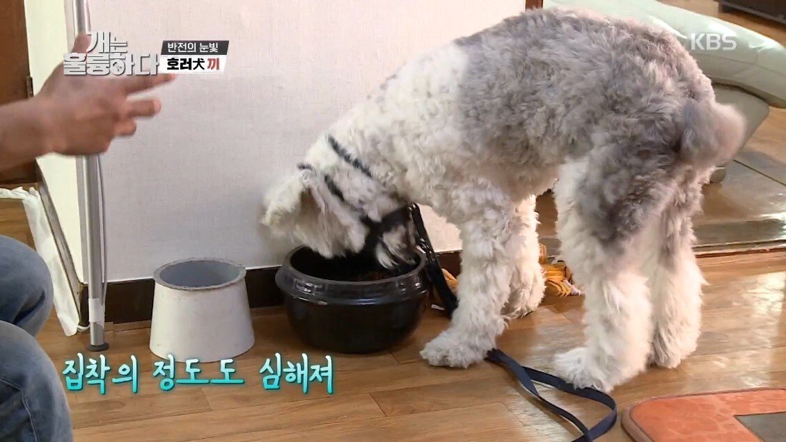 혼자 살면서 개 키우는 주인에게 빡친 강형욱