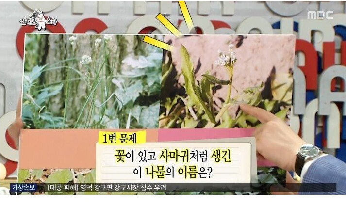 나물박사 곽철용