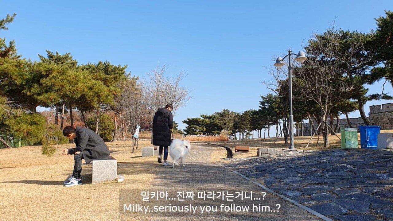 개에 관한 실험