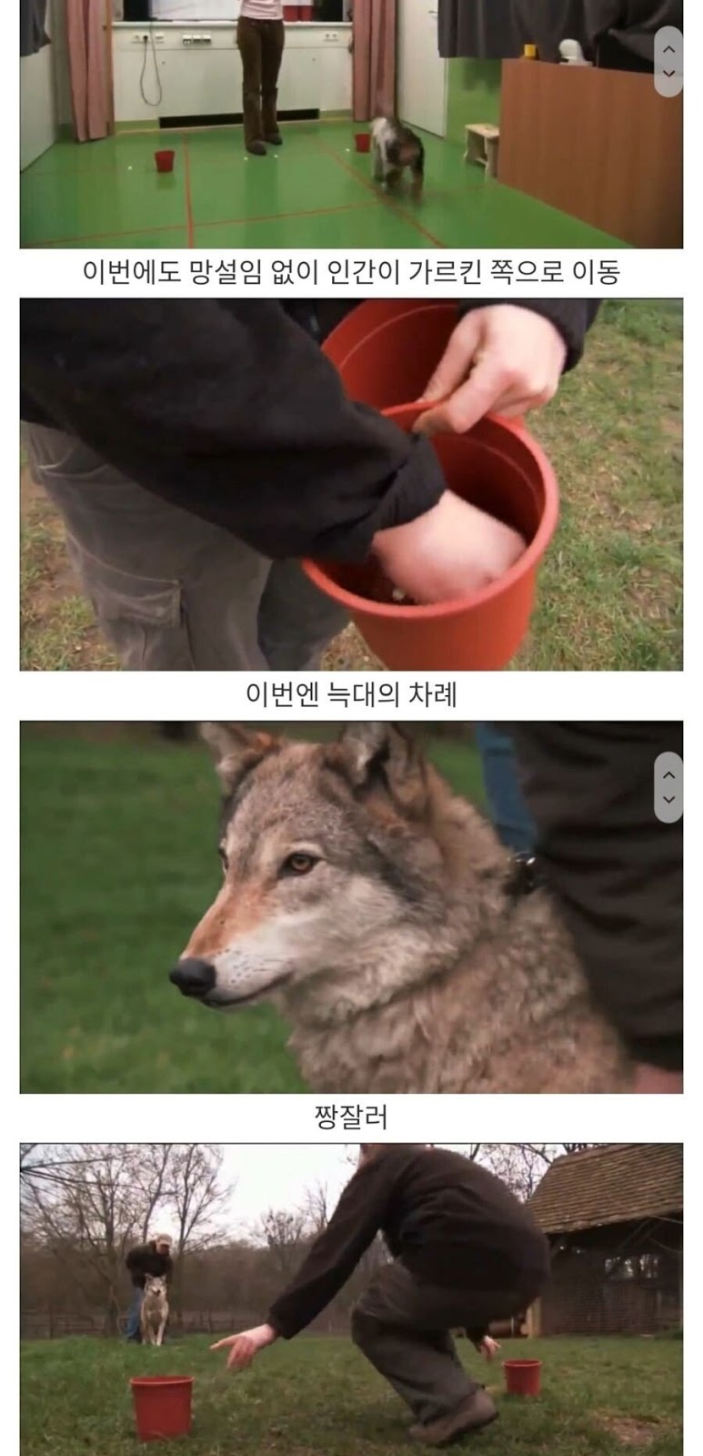 개와 늑대의 차이