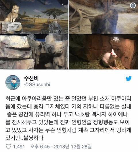 부천 아쿠아리움 사자 상태