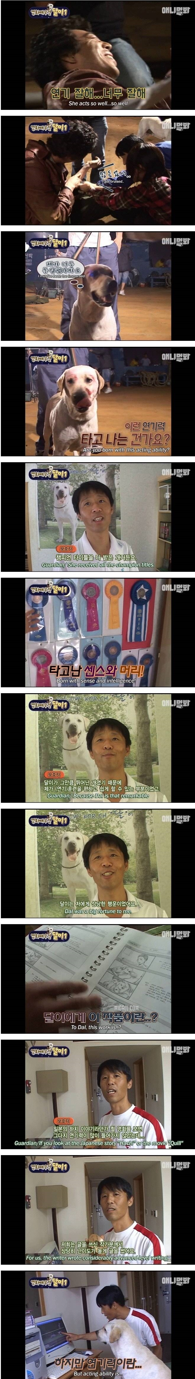 영화배우견 달이
