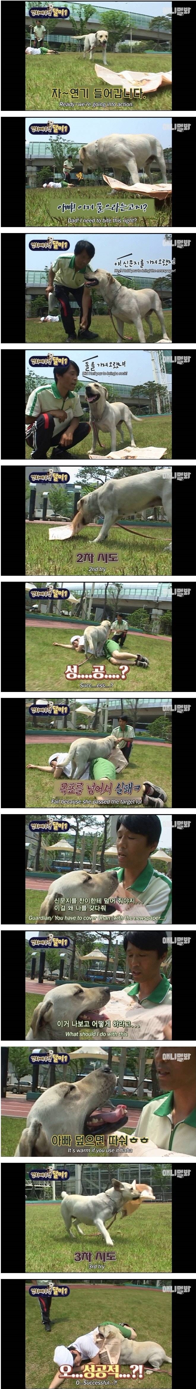 영화배우견 달이