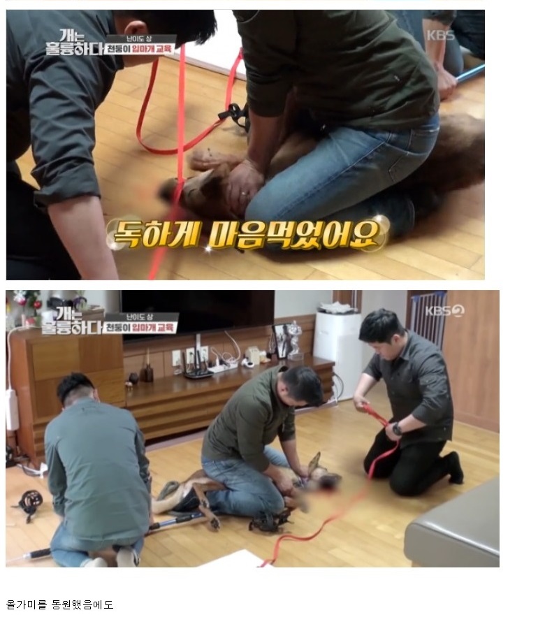 개통령 동물학대 논란