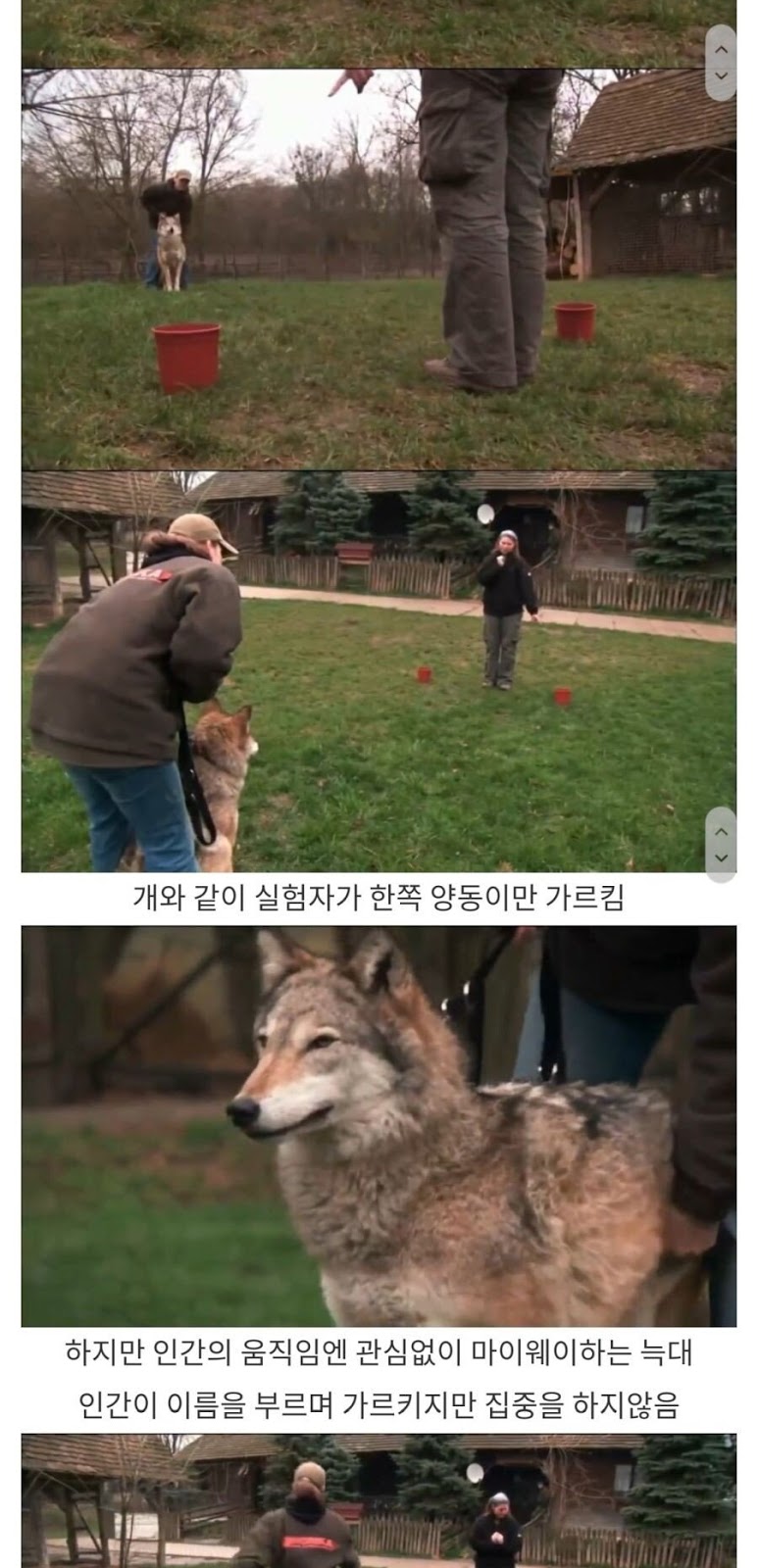 개와 늑대의 차이