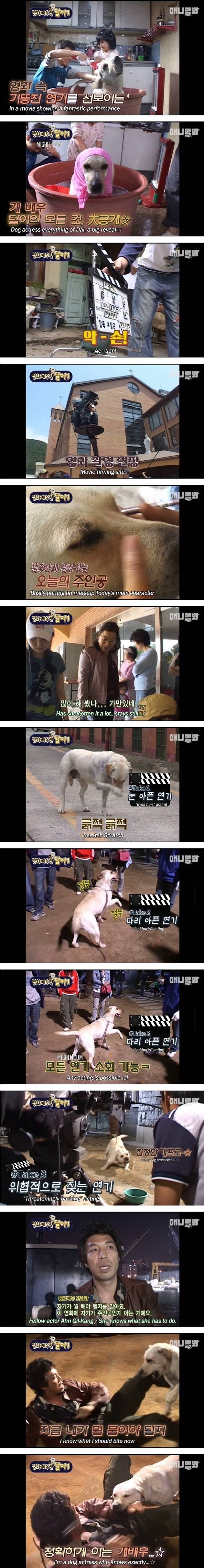 영화배우견 달이