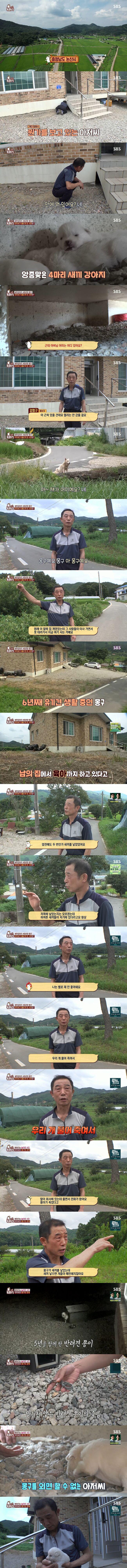 본인 반려견을 물어죽인 유기견