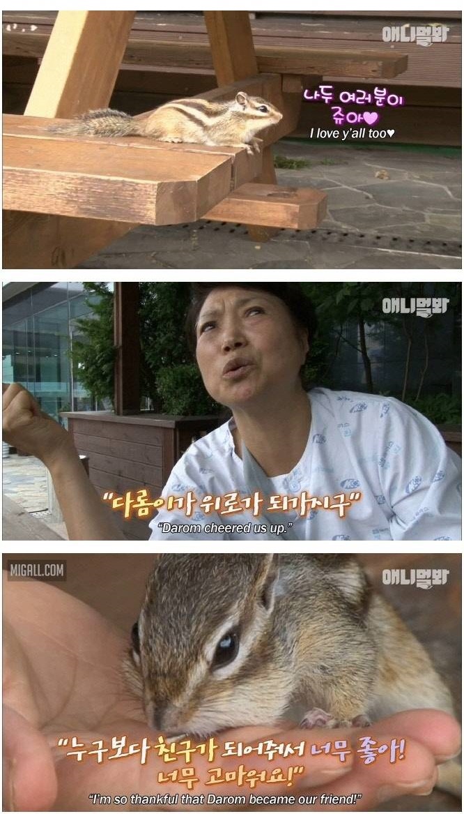 병원 옥상에 사는 다람쥐