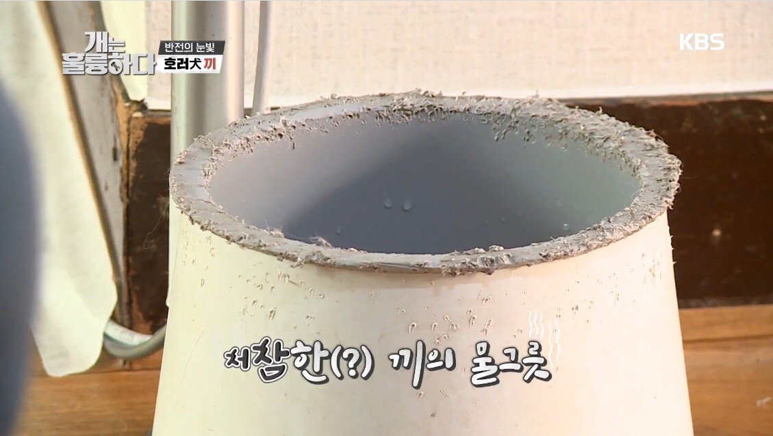혼자 살면서 개 키우는 주인에게 빡친 강형욱
