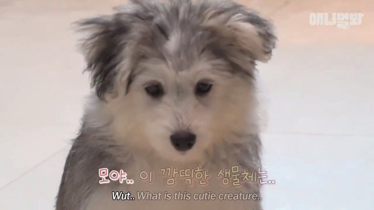 희귀 견종 말스키