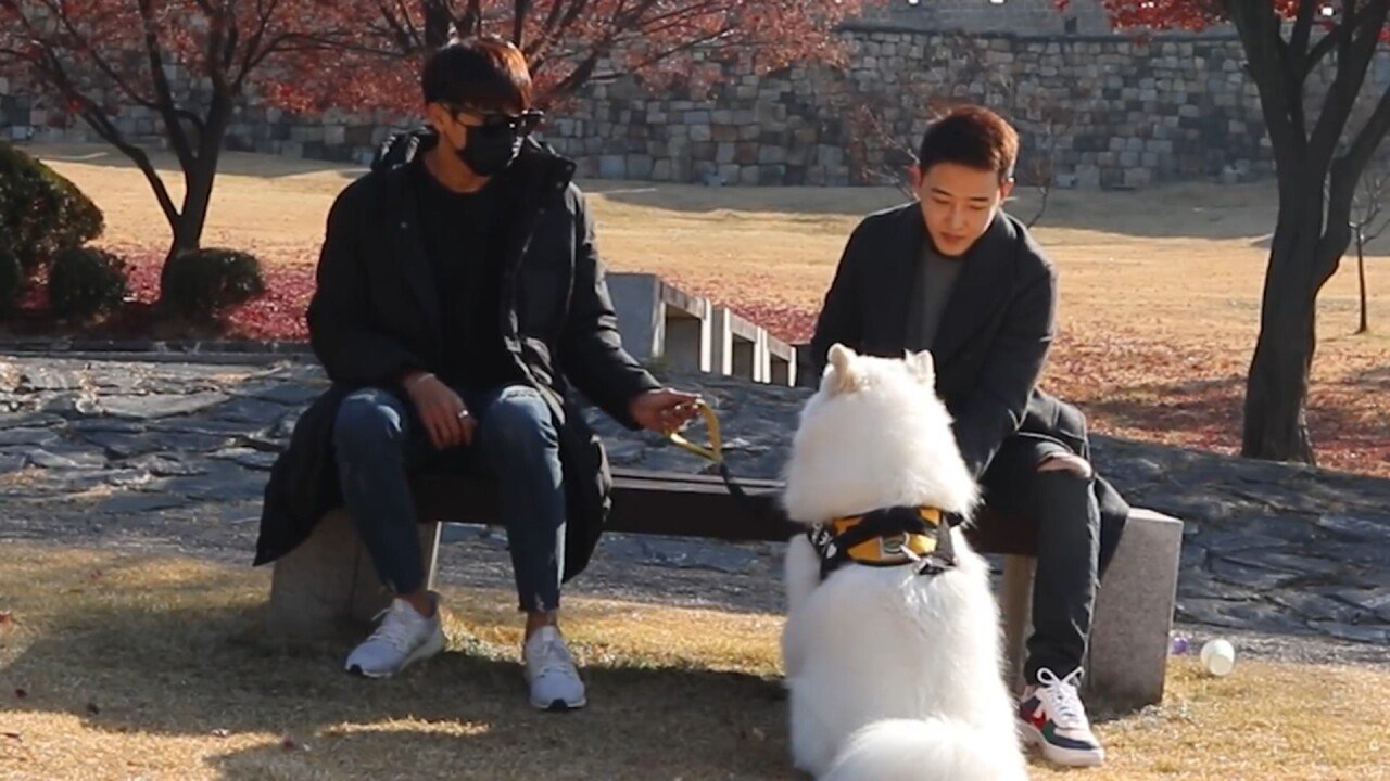 개에 관한 실험