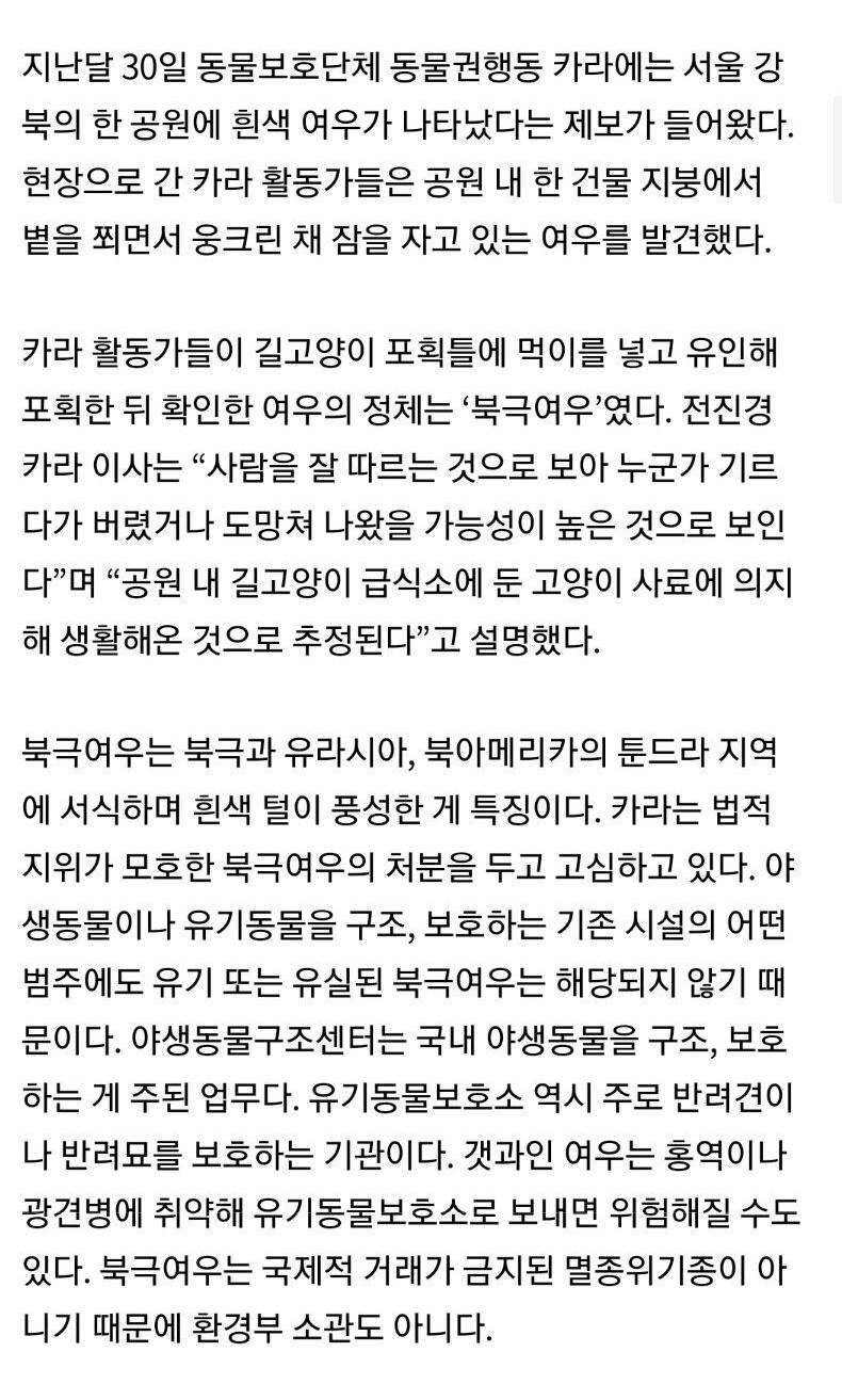 서울 한복판에 나타난 북극여우