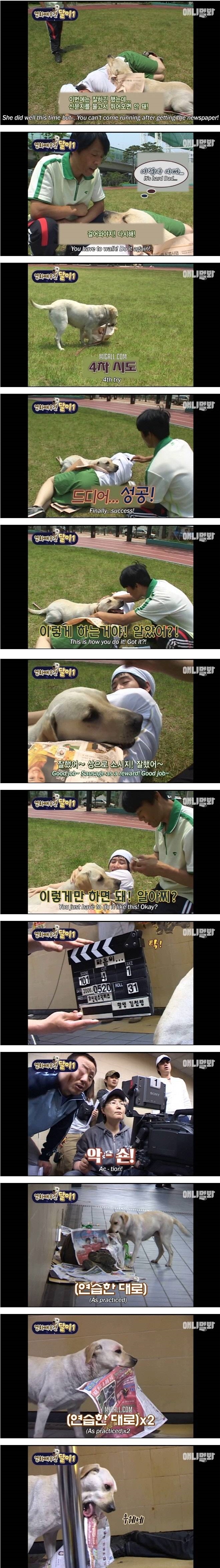 영화배우견 달이