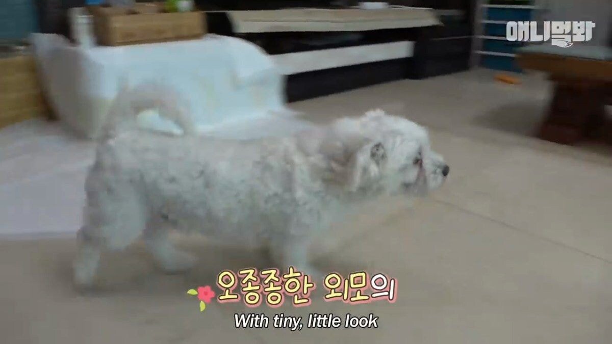 희귀 견종 말스키