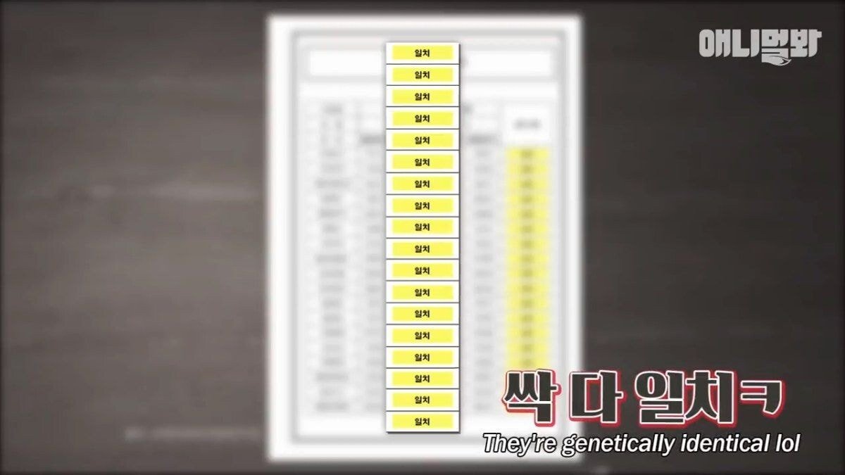 희귀 견종 말스키