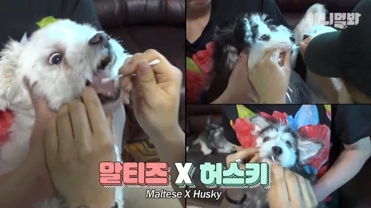 희귀 견종 말스키