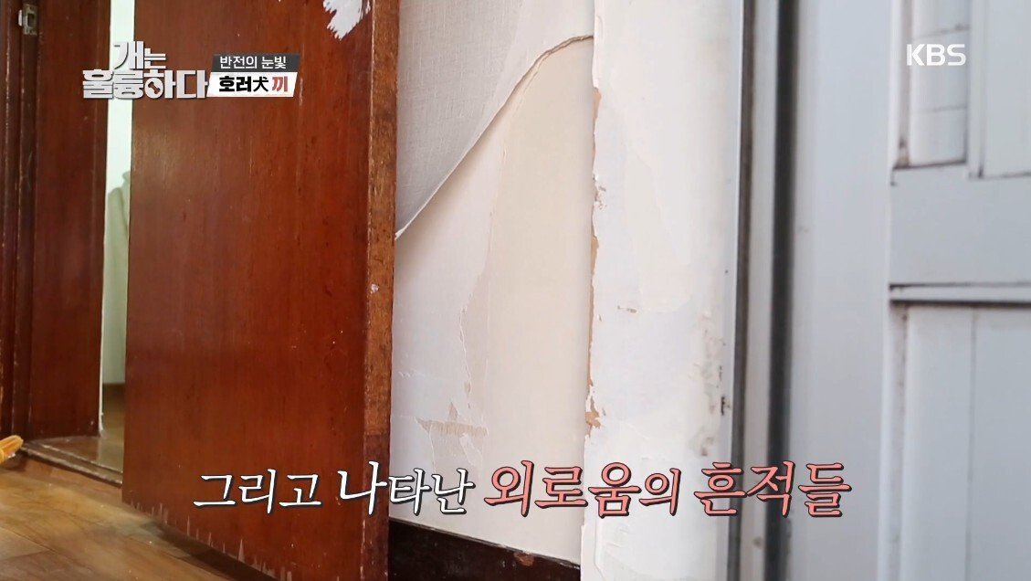 혼자 살면서 개 키우는 주인에게 빡친 강형욱