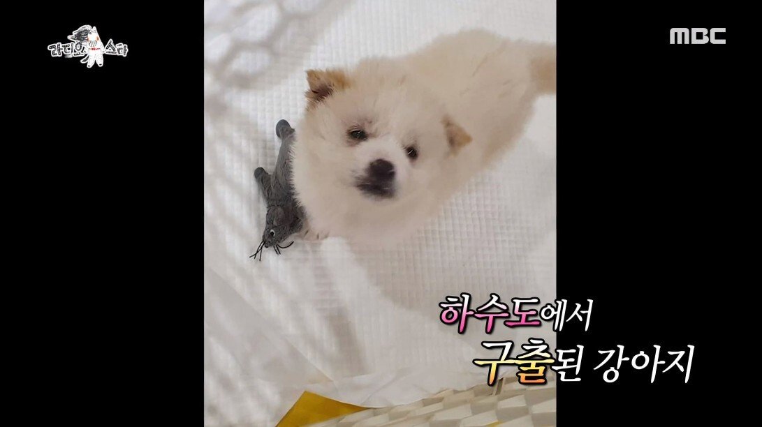 안락사 이틀 남긴 유기견을 입양