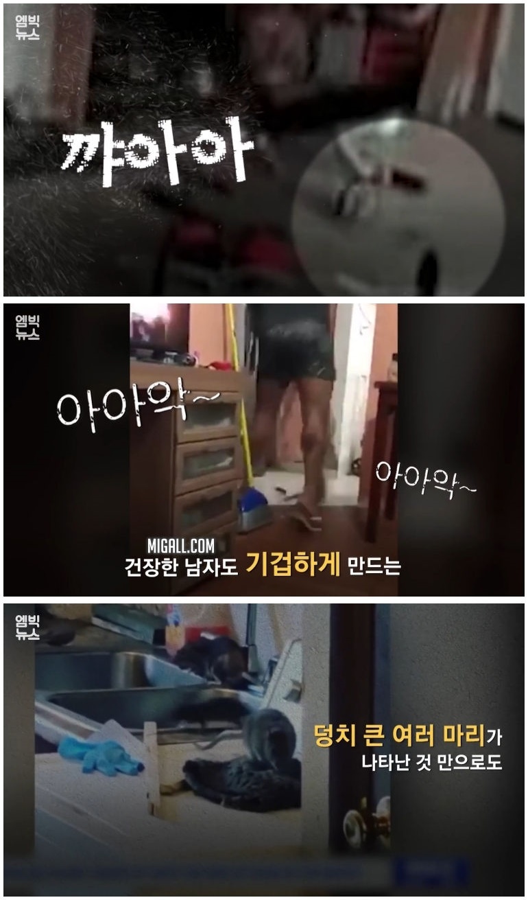 세계 곳곳 주요 도시에 창궐 중