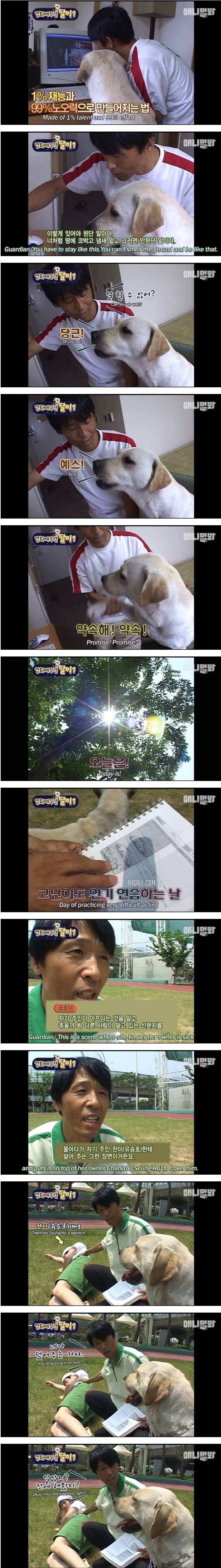 영화배우견 달이
