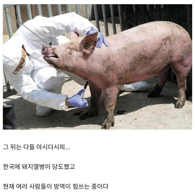 돼지열병이 한국으로 들어온 경로