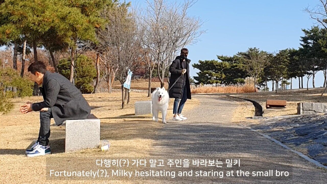 개에 관한 실험