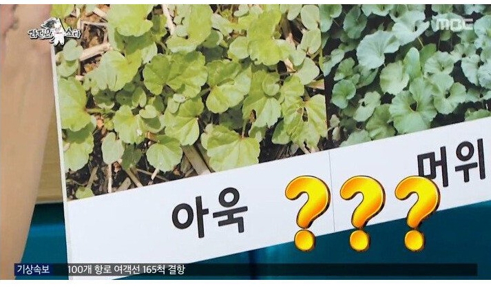 나물박사 곽철용