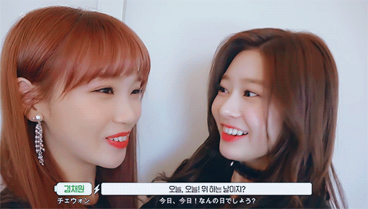 아이즈원 쌈구리