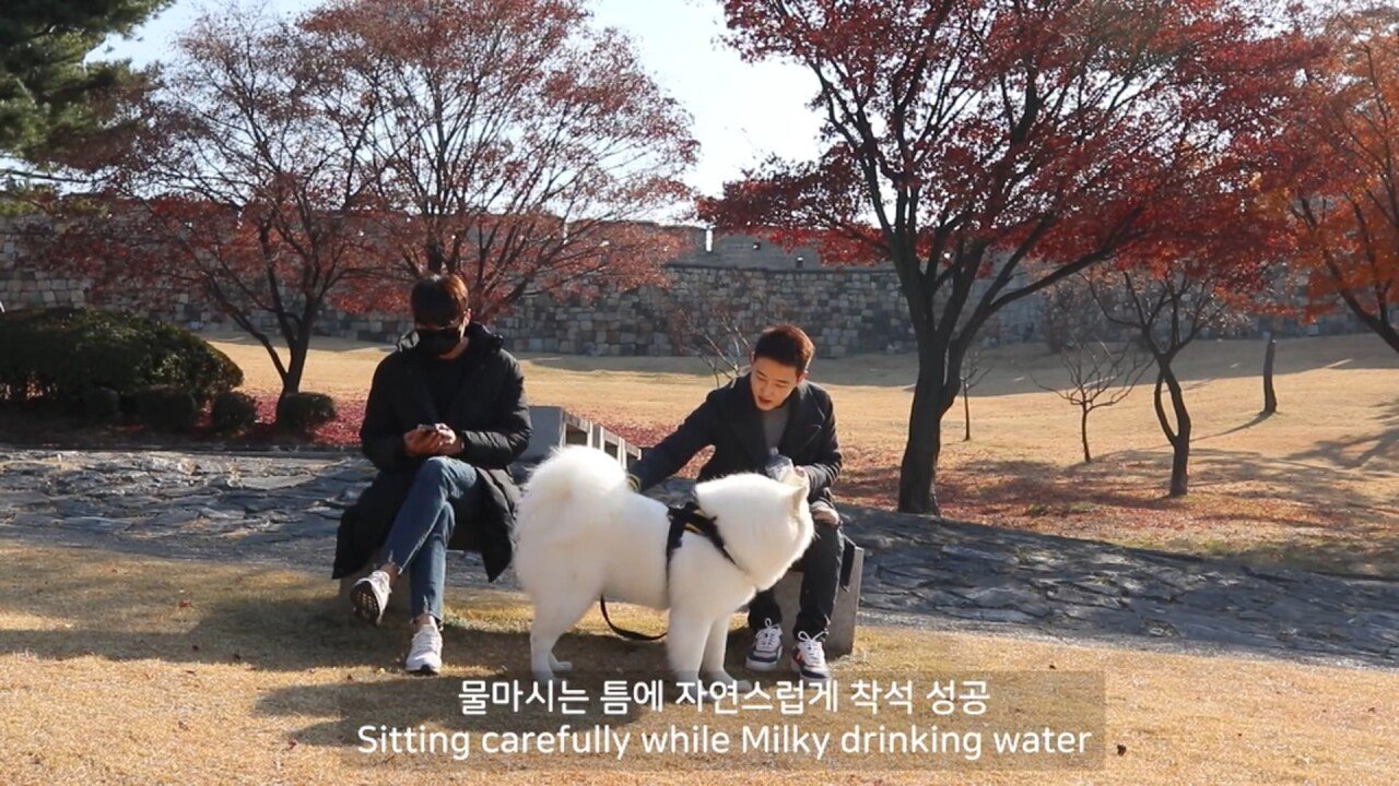 개에 관한 실험