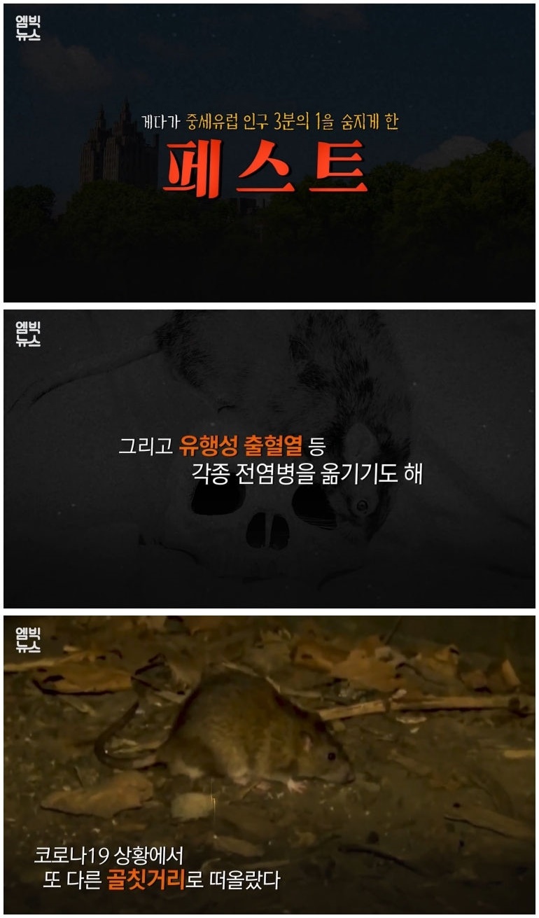 세계 곳곳 주요 도시에 창궐 중