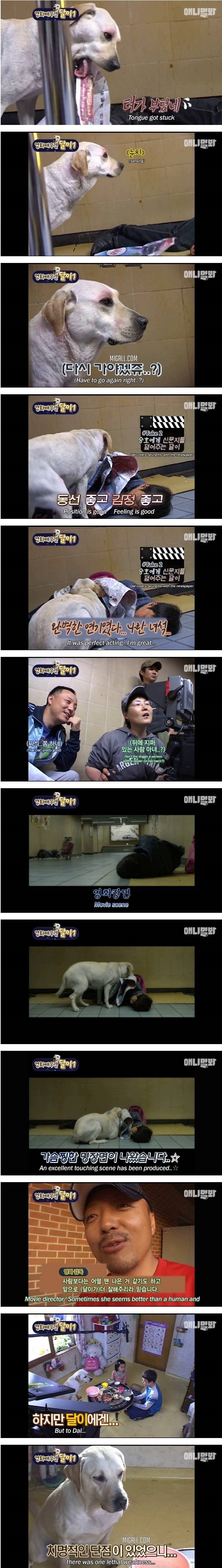 영화배우견 달이