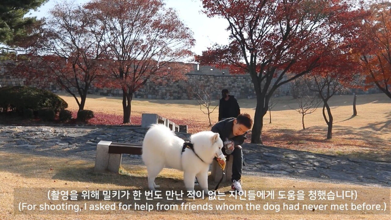 개에 관한 실험