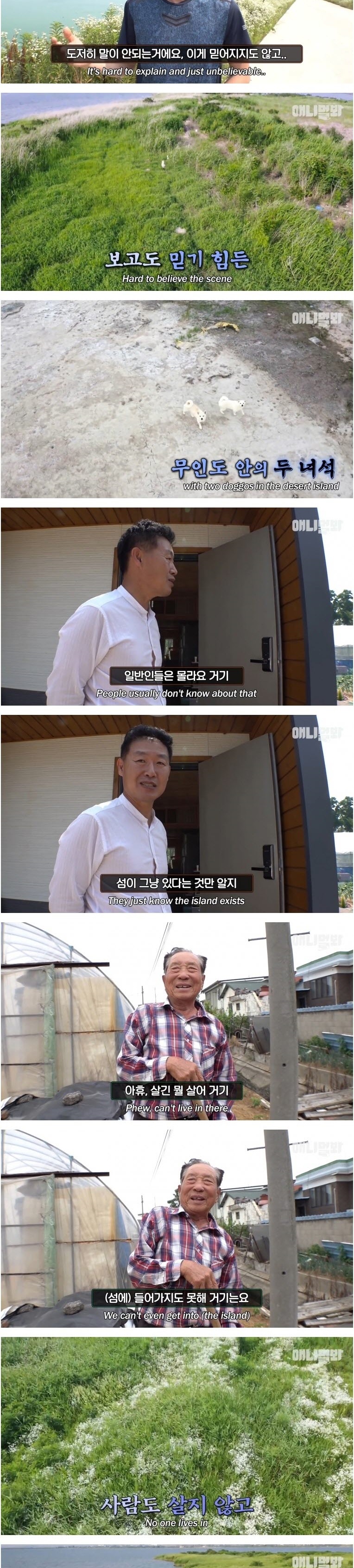 무인도에서 사는 백구 두마리