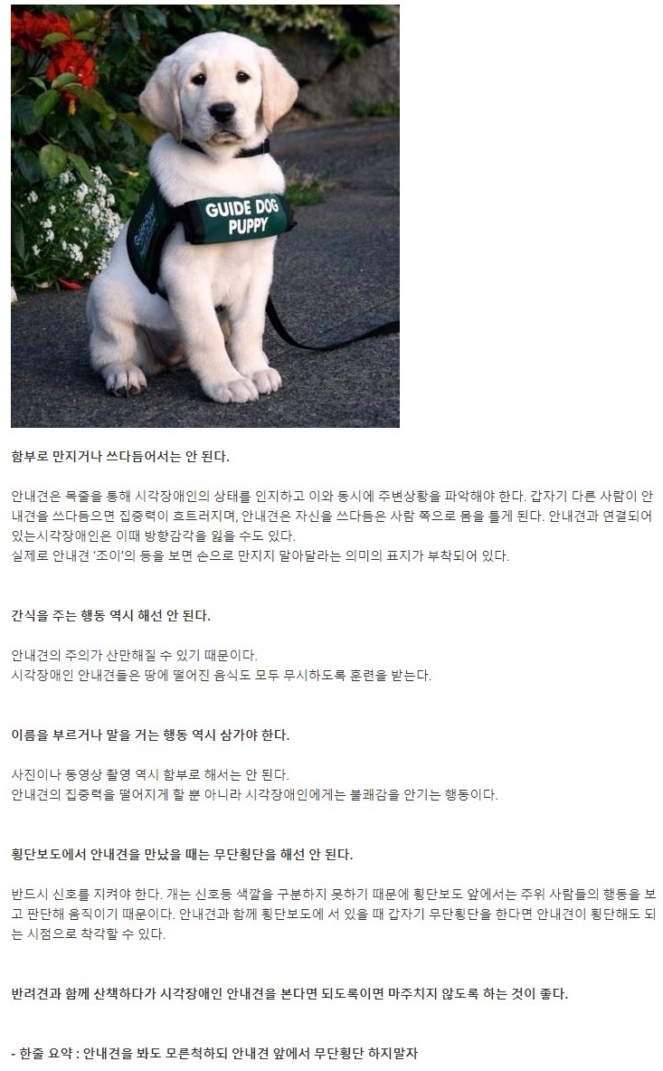 안내견을 보면 하지 말아야 할 에티켓