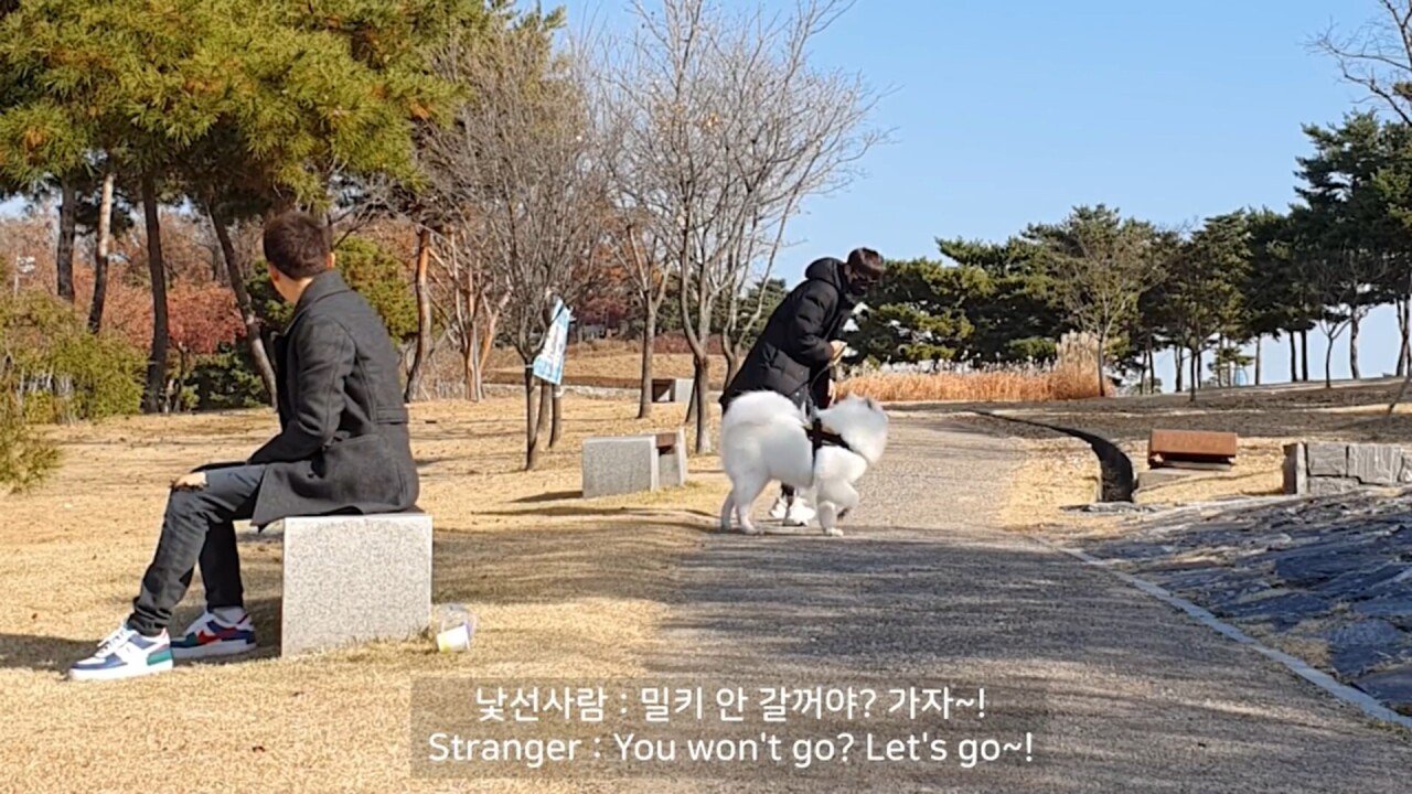 개에 관한 실험