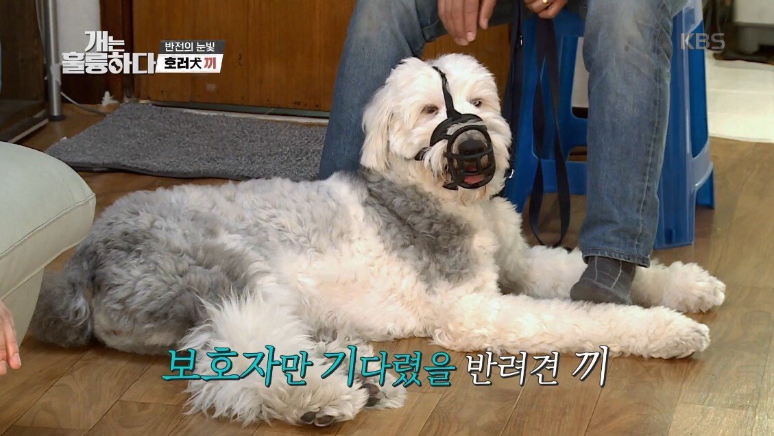혼자 살면서 개 키우는 주인에게 빡친 강형욱