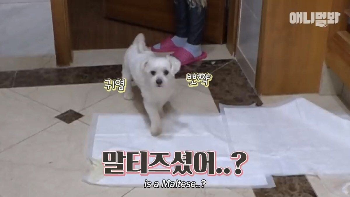 희귀 견종 말스키