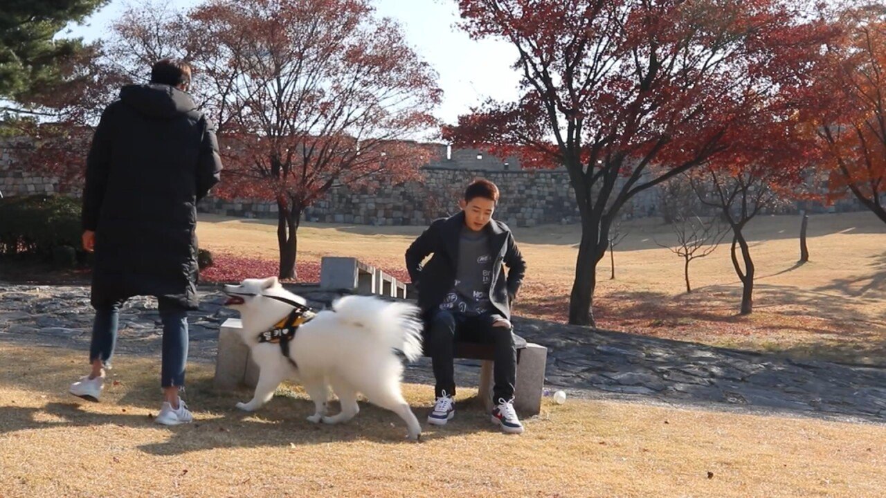 개에 관한 실험