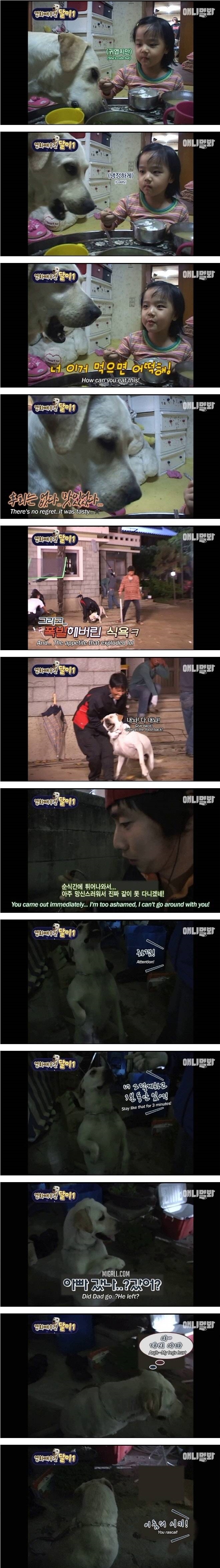 영화배우견 달이
