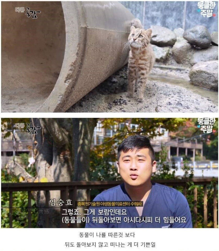 어린 삵을 자연으로 돌려보내는 수의사