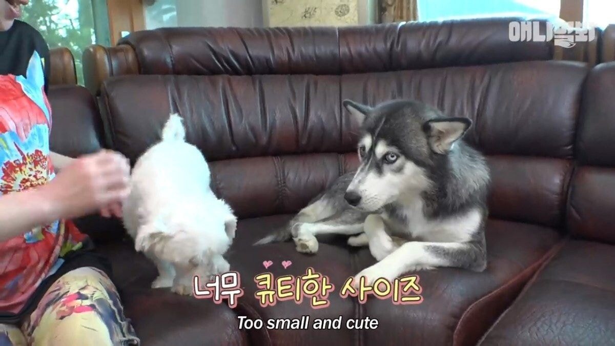 희귀 견종 말스키